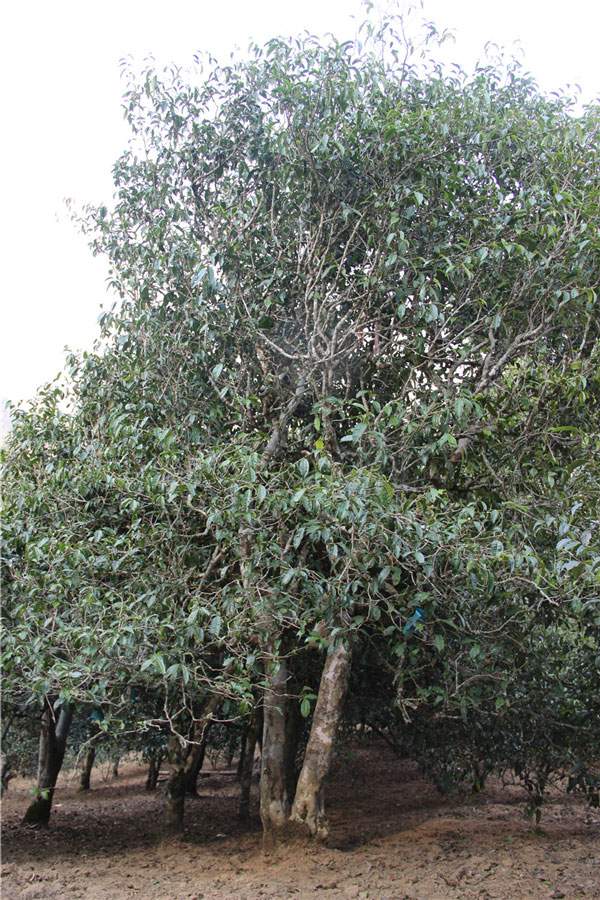 2021年新班章古樹(shù)秋茶品鑒！