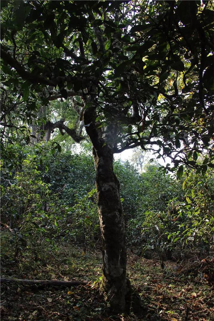 2021年老曼峨古樹秋茶口感是什么？