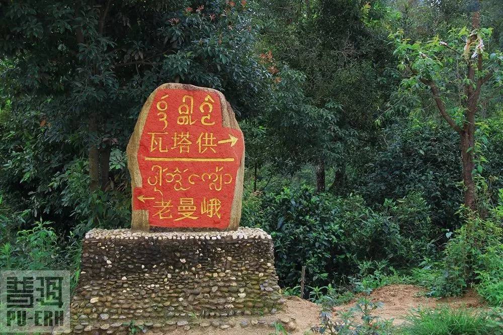 2021年老曼峨古樹秋茶價(jià)格多少？