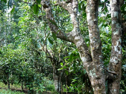 2021老曼峨古樹秋茶多少錢一公斤？