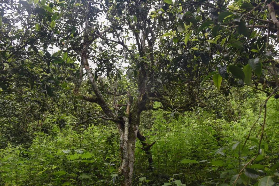 2021年班章茶區(qū)壩卡囡古樹秋茶口感？