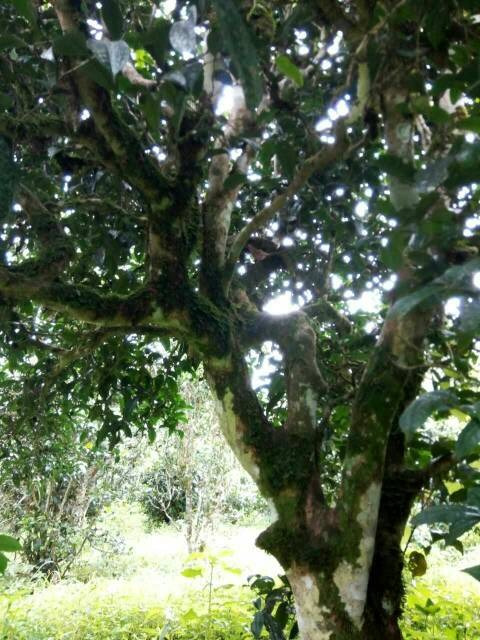 2021年班章茶區(qū)壩卡囡古樹秋茶多少錢一公斤？