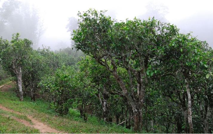 2021年班章茶區(qū)壩卡囡秋茶布朗茶系中的甜茶類！