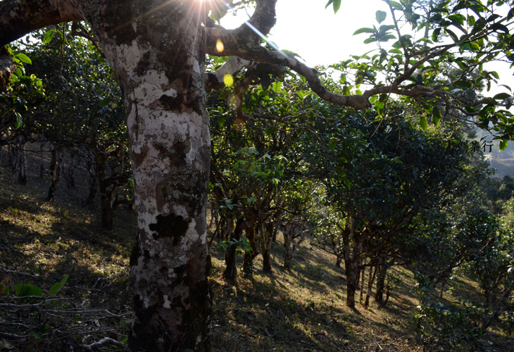 2021年布朗山班盆古樹秋茶特點(diǎn)?