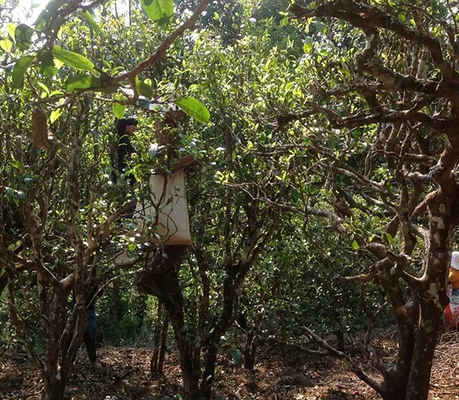 2021年布朗山班盆古樹秋茶品鑒！