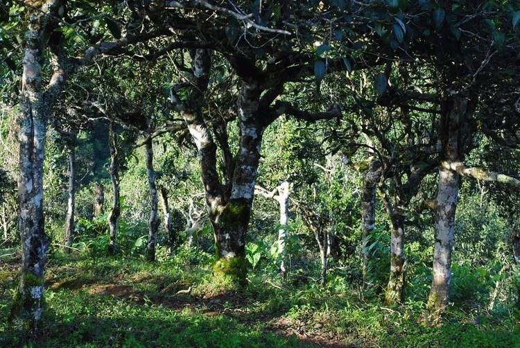 2021年賀開古樹秋茶口感！