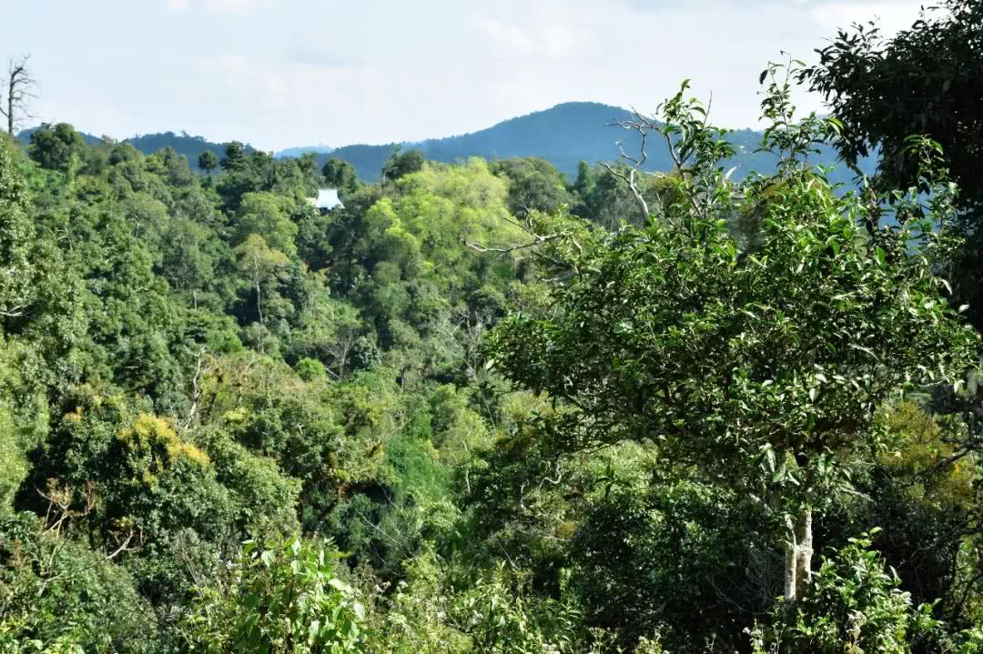 2021年賀開古樹秋茶品鑒實(shí)錄！