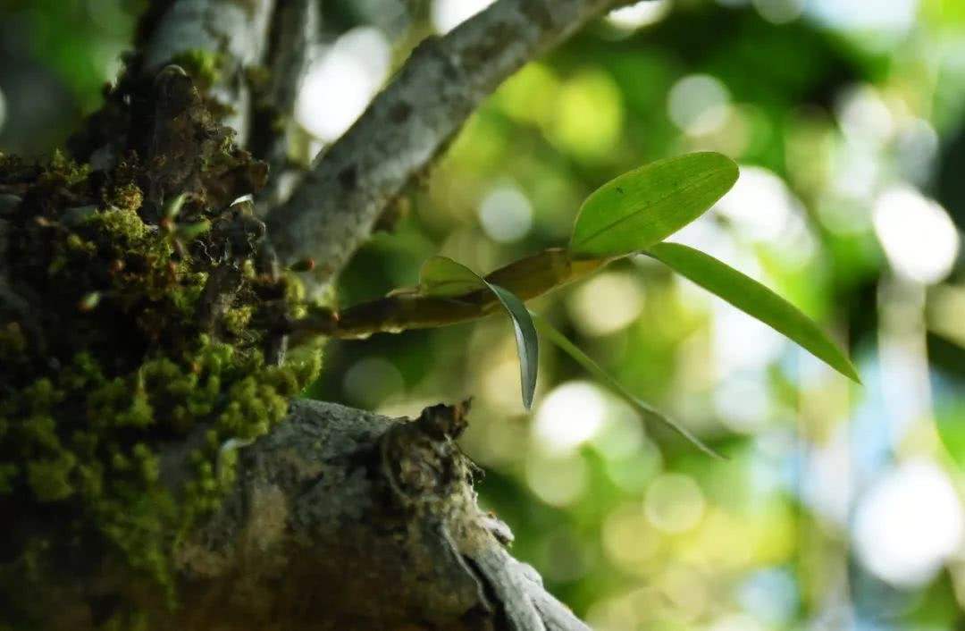 2021年賀開古樹秋茶多少錢一公斤？