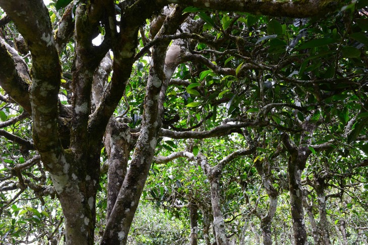 2021年老班章“鄰居”，班盆古樹秋茶茶來(lái)了！