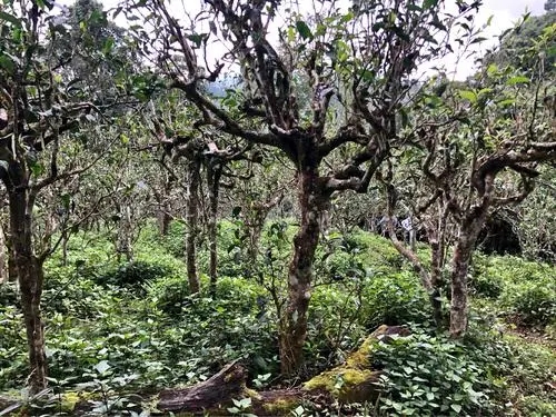 2021年班盆古樹秋茶多少錢一公斤？