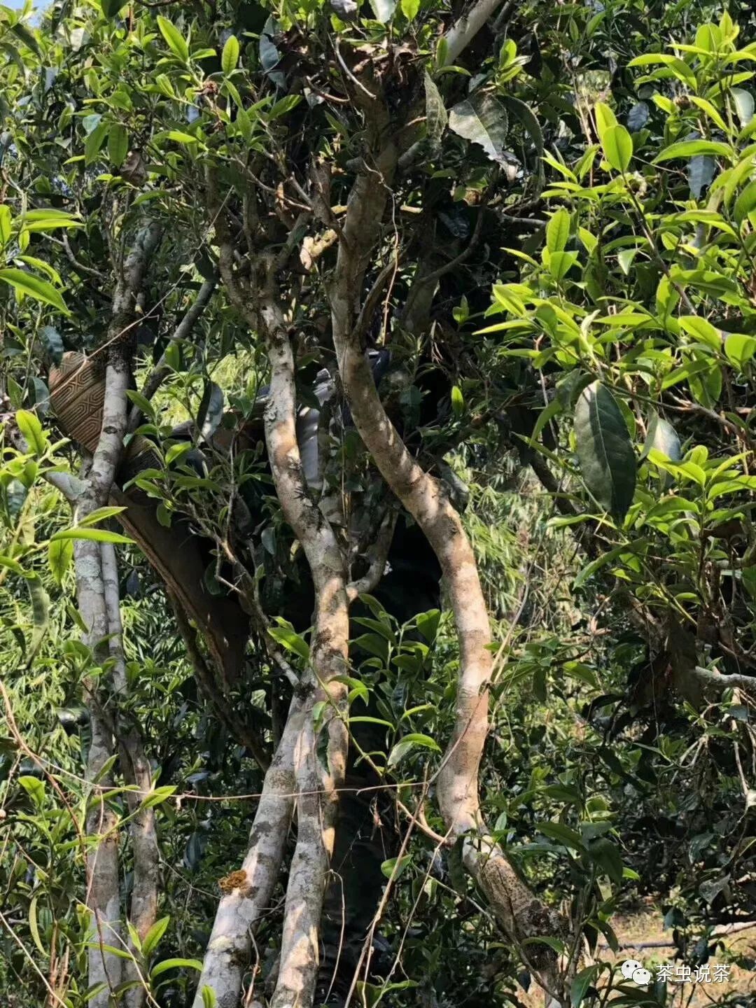 2021年廣別老寨古樹秋茶價(jià)格？