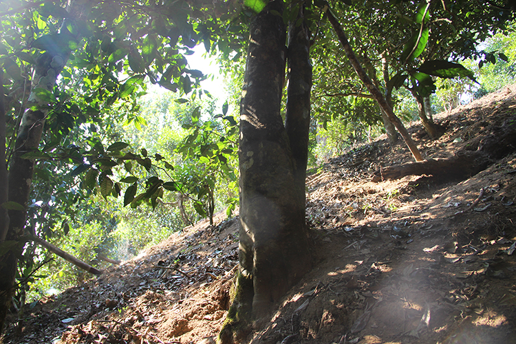 2021年廣別老寨古樹秋茶為何被稱為妖茶？