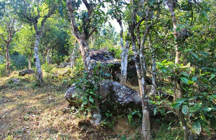 2021年勐宋那卡古樹秋茶特點？