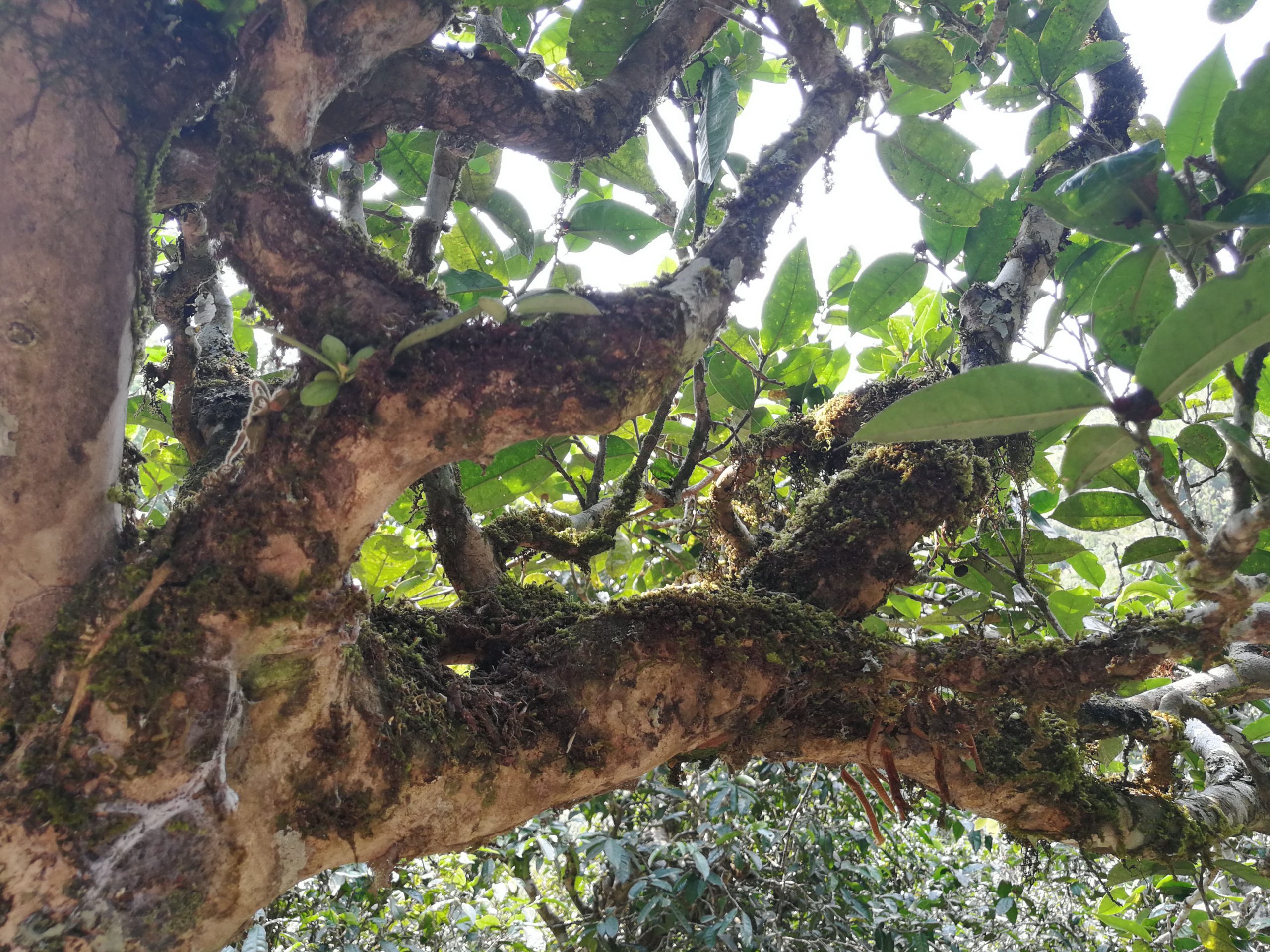 2021年勐宋那卡古樹秋茶多少錢一公斤？