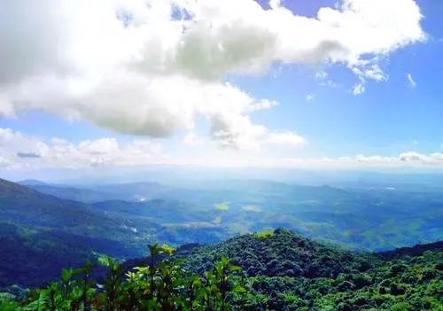 2021年滑竹梁子古樹秋茶特點(diǎn)？