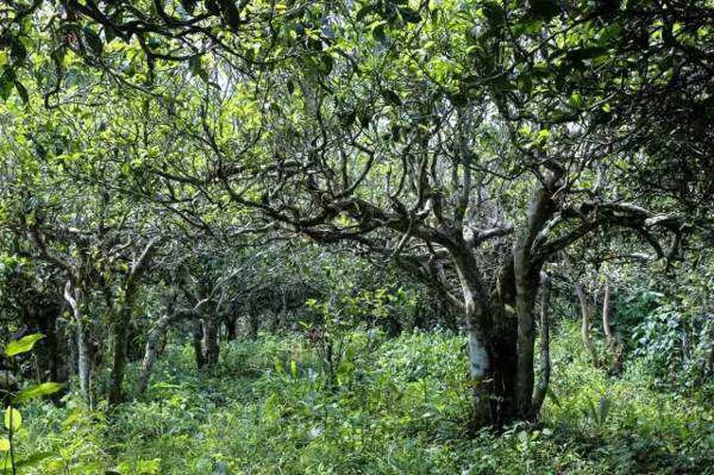 2021年滑竹梁子古樹秋茶口感？