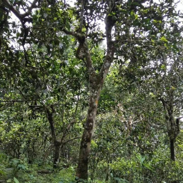 2021年巴達(dá)山章朗古樹秋茶口感？