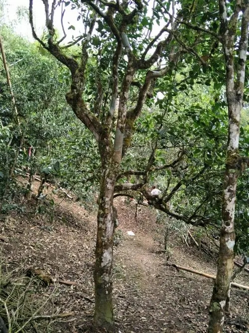 2021年巴達(dá)山章朗古樹秋茶價(jià)格？