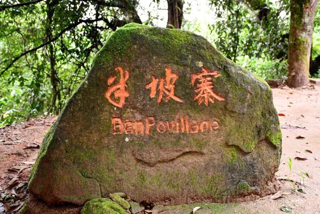 2021年南糯山半坡老寨古樹秋茶口感？