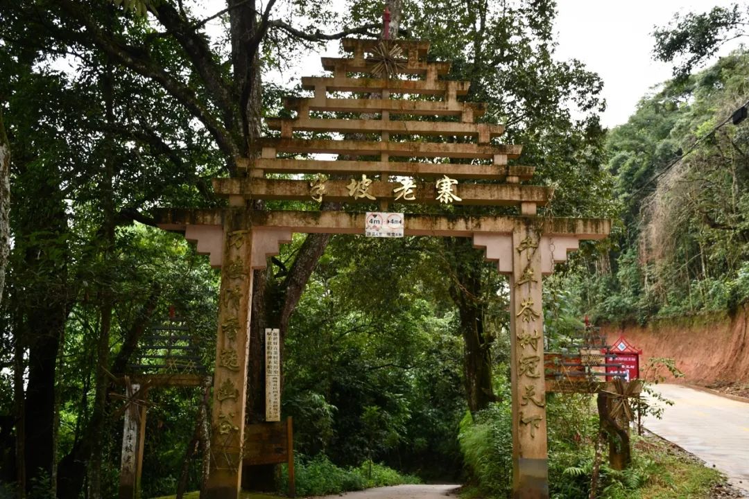 2021年南糯山半坡老寨古樹秋茶特點(diǎn)？