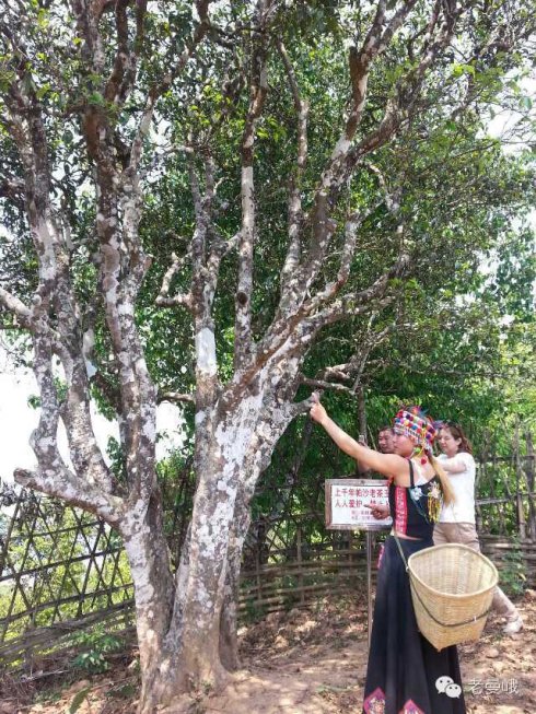 2021年帕沙古樹秋茶價格是多少？