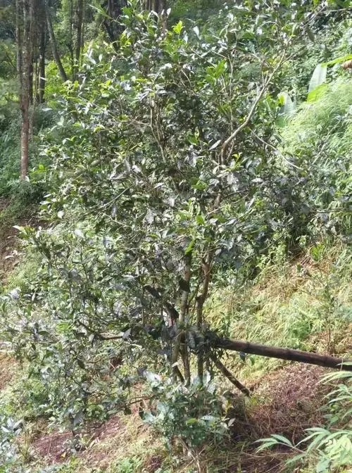 2022年須立貢茶古茶山詳解！