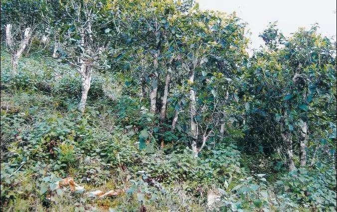 2022年須立貢茶普洱茶繞不開的古茶山！