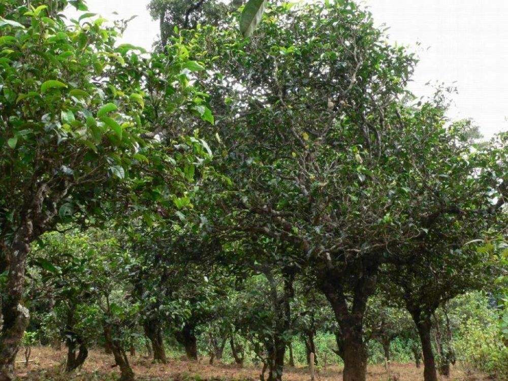 2022年須立貢茶為何備受皇室青睞!揭秘！