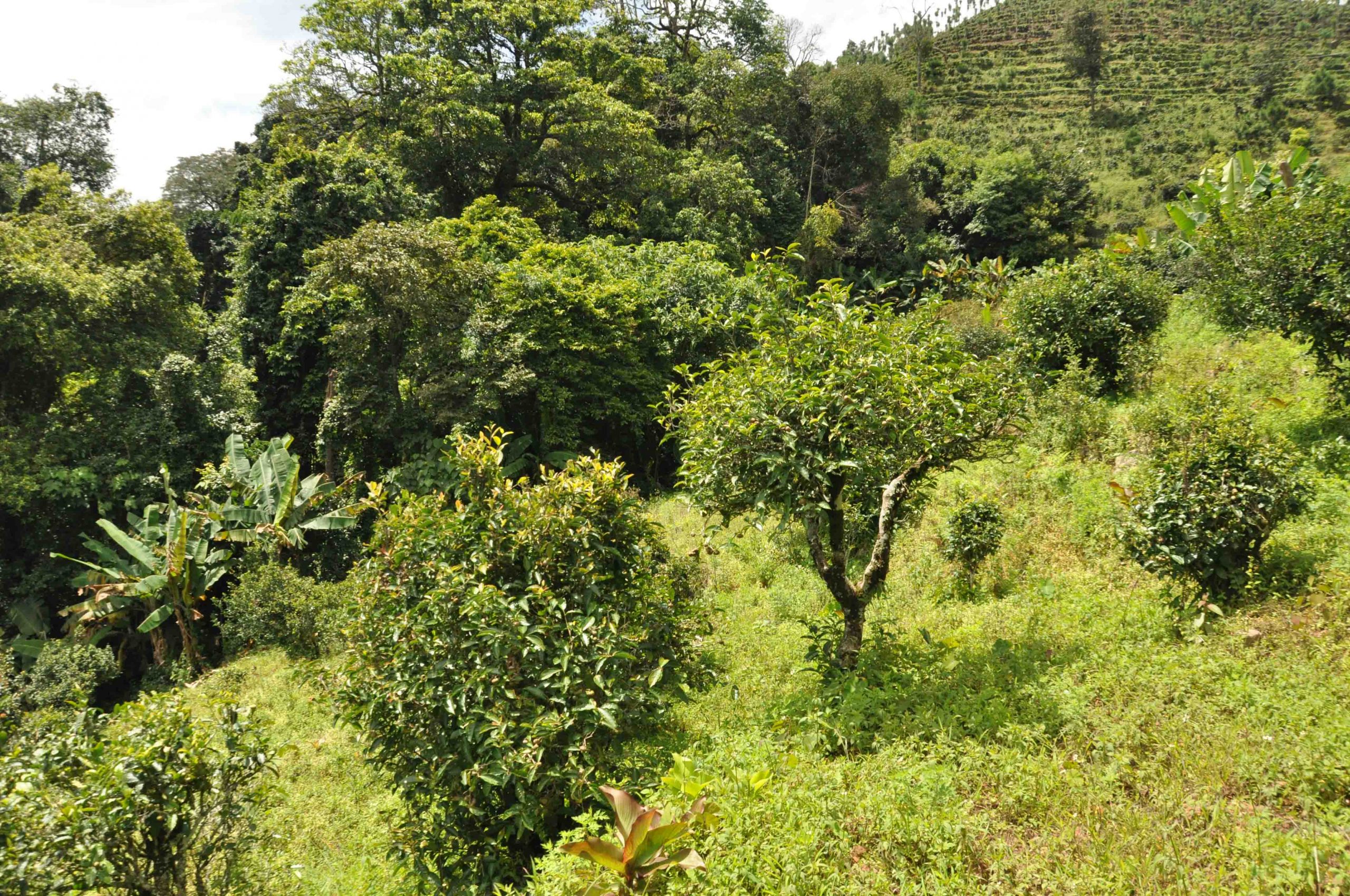 2022年迷倒皇帝的貢茶-迷帝古樹春茶特點？