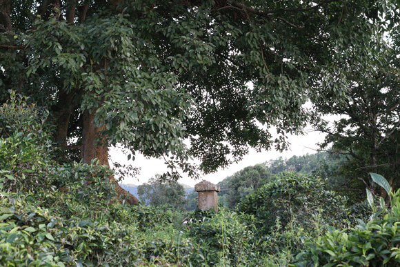 2022年迷帝古樹春茶口感是什么？