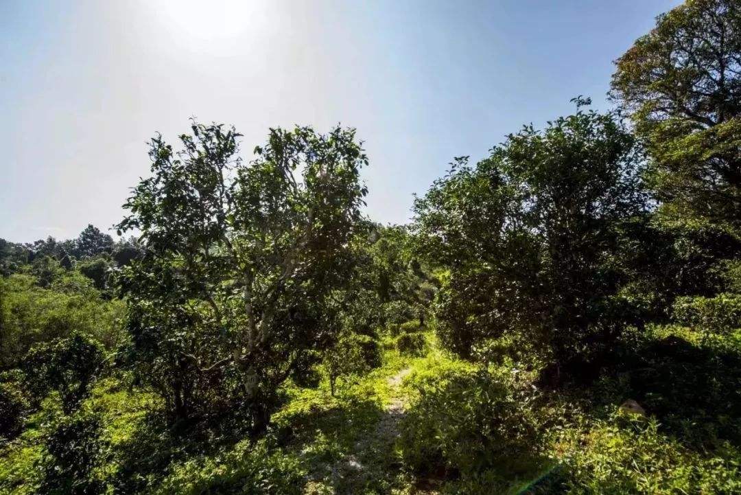 2022年迷帝古樹春茶多少錢一公斤？