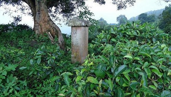 2022年迷帝古樹春茶價格？