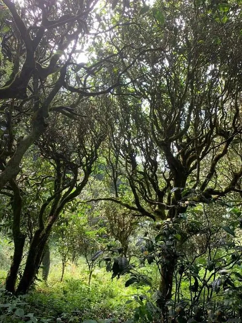 2022年墨江鳳凰窩古樹春茶多少錢一公斤？