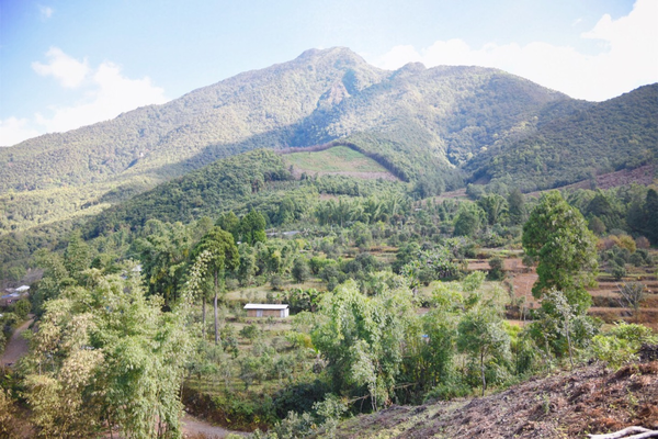 2022年景谷黃草壩古樹(shù)春茶價(jià)格？