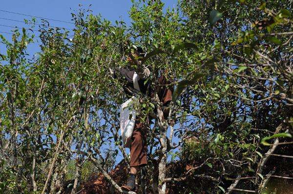 2022年景谷黃草壩古樹春茶品鑒實(shí)錄！