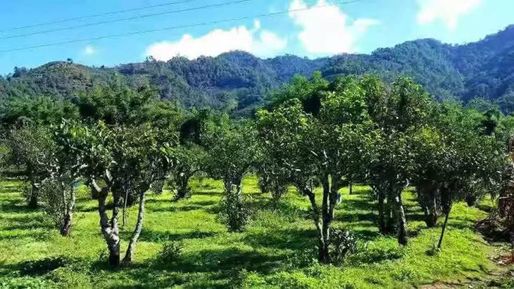 2022年景谷秧塔古樹春茶特點是什么？