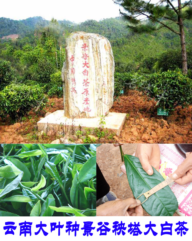 2022年景谷秧塔古樹春茶口感是什么？