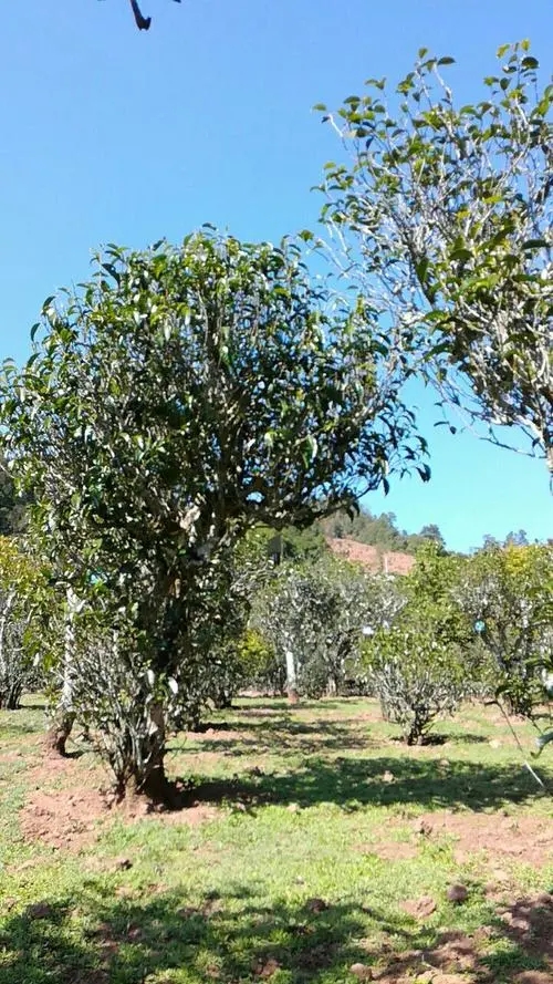 2022年景谷秧塔古樹春茶價(jià)格是多少？