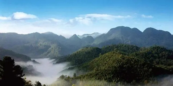 2022年景谷苦竹山古樹春茶口感？