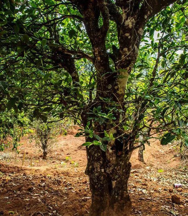 2022年景谷苦竹山古樹春茶特點是什么？