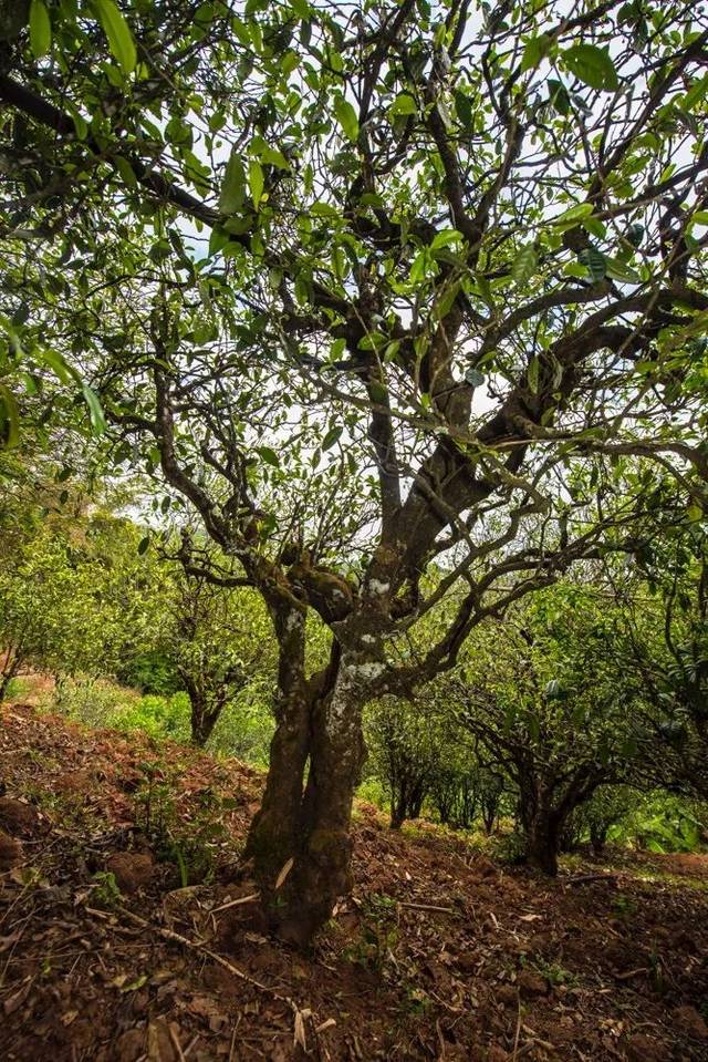 2022年景谷苦竹山古樹春茶多少錢一公斤？