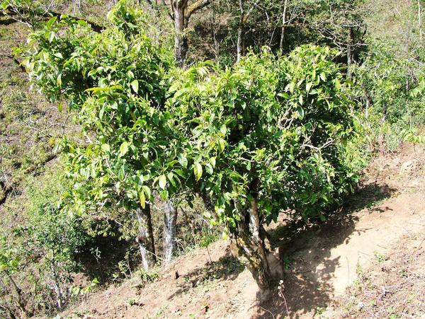 2022年景東御筆古茶山古樹春茶特點(diǎn)？