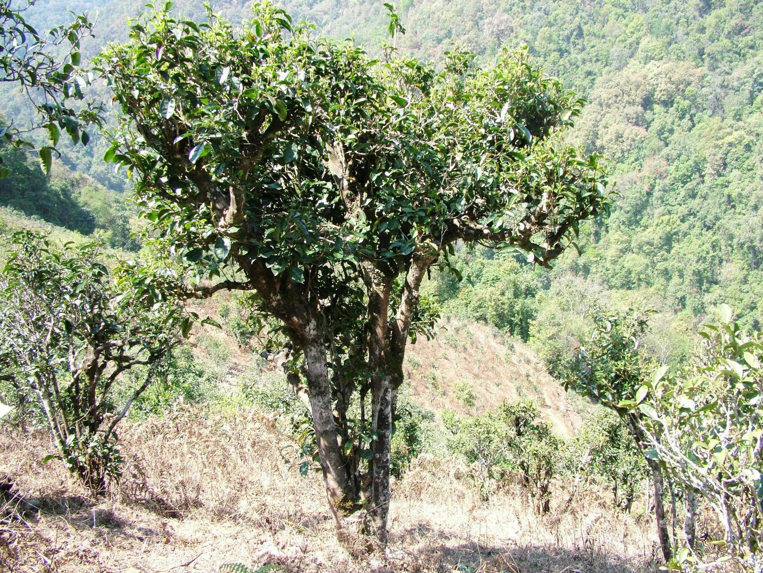 2022年景東御筆古樹春茶口感是什么？