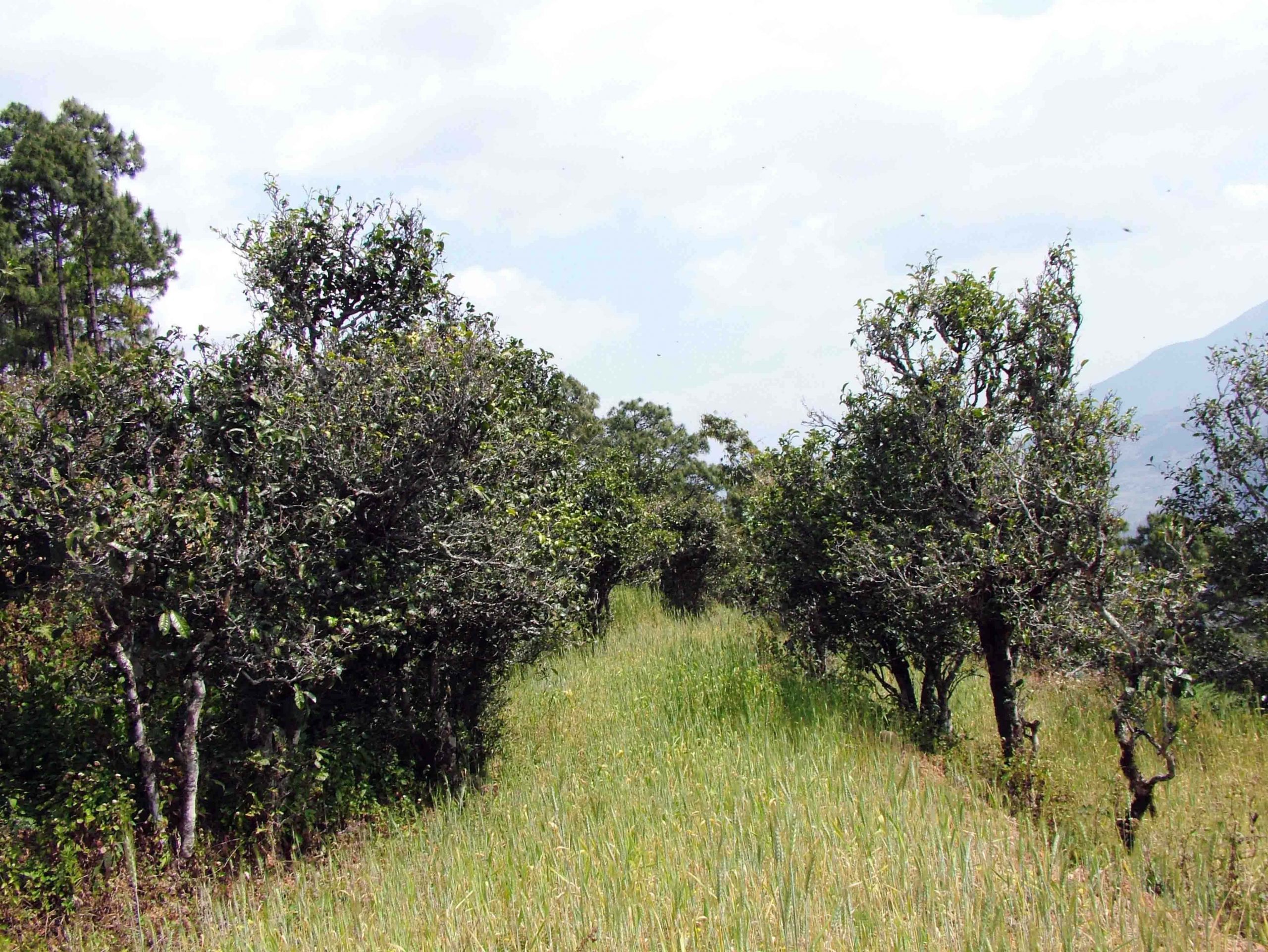 2022年景東老倉福德古樹春茶口感特點(diǎn)？