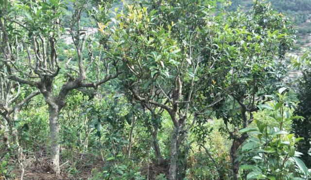 2022年景東金鼎古樹春茶口感特點(diǎn)？