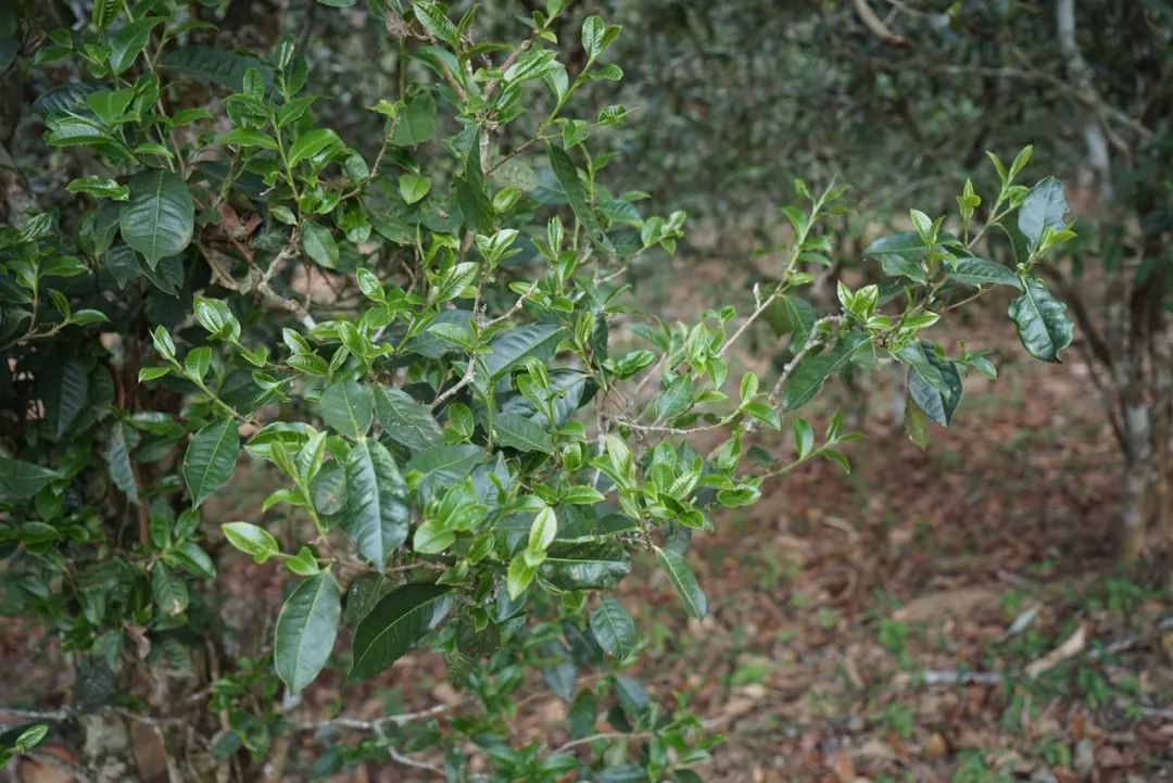 2022年景東哀牢山古樹春茶價格多少？