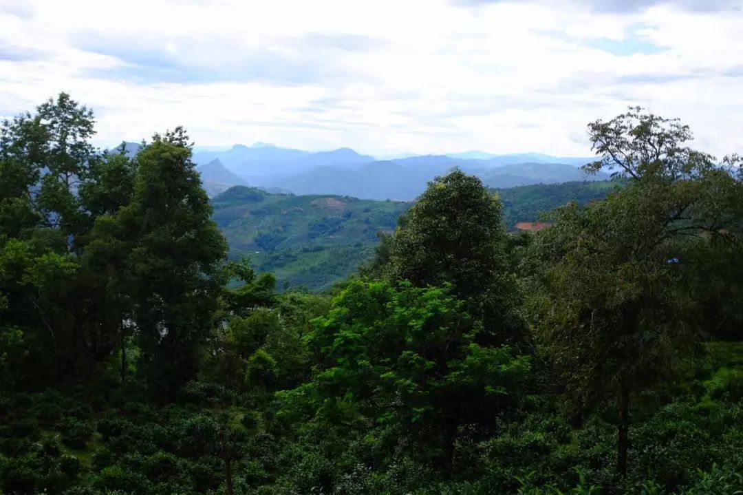 2022年景東祭茶祖 迎春茶，古樹(shù)春茶多少錢一公斤？