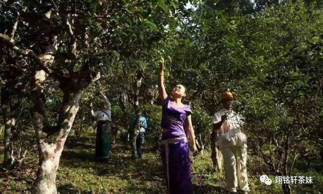 2022年鎮(zhèn)沅爺號(hào)大爺馬鄧古樹(shù)春茶特點(diǎn)？