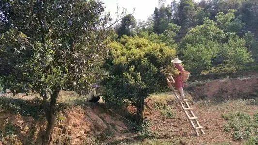 2022年鎮(zhèn)沅馬鄧古樹(shù)春茶口感是什么？