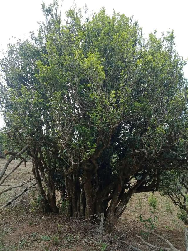 2022年鎮(zhèn)沅馬鄧古樹(shù)春茶云南10大茗茶之一